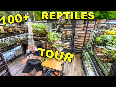 Reptile ROOM Tour March 2024!! Over 100 pet reptiles!!