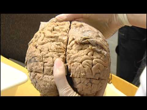 10.11.2020. Vijesti Osječke televizije