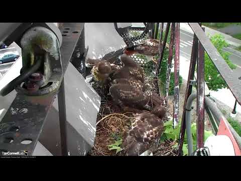 Family Reunion On Cornell Hawks Cam – June 13, 2018