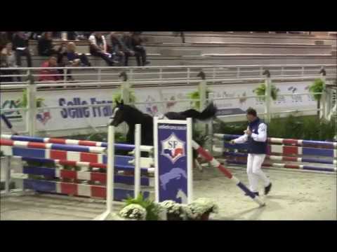 Filou de Hus, étalon SF approuvé, Balou du Rouet x Diamant de Semilly