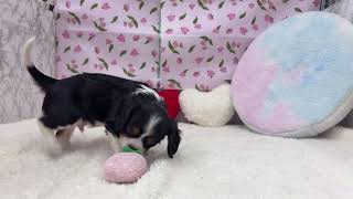 キャバリアの動画01