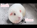 Guinea Pig Bath Time