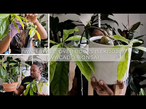 Waterfall Style Avocado Bonsai with Updates