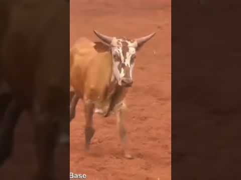 Rodeio em Iguatemi - MS. Laço Mirim. Boraaa meu povo, porque rodeio é bom demais.