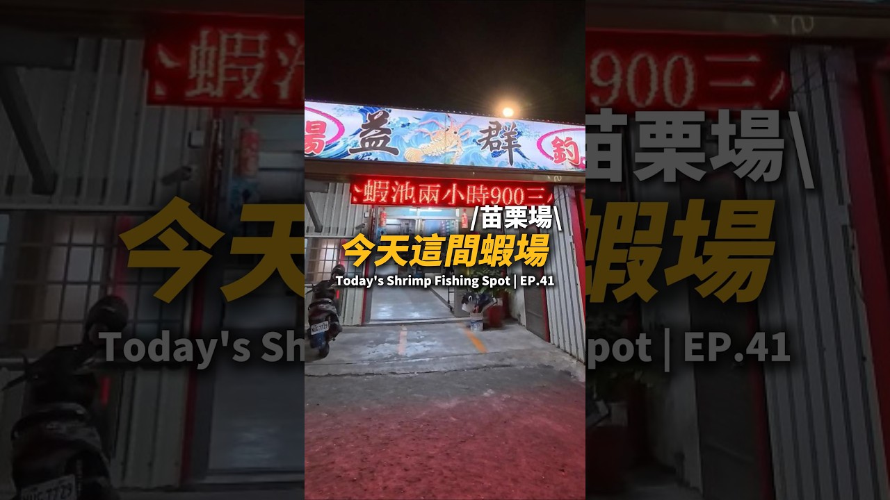 今天這間蝦場EP.41【MLS蝦戰天下】#17shrimp #台湾のエビ釣り #shrimpfishing #새우낚시
