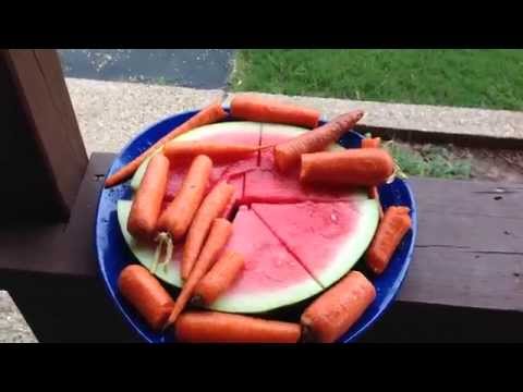 download lagu mp3 mp4 Are Carrots Bad For Horses, download lagu Are Carrots Bad For Horses gratis, unduh video klip Are Carrots Bad For Horses
