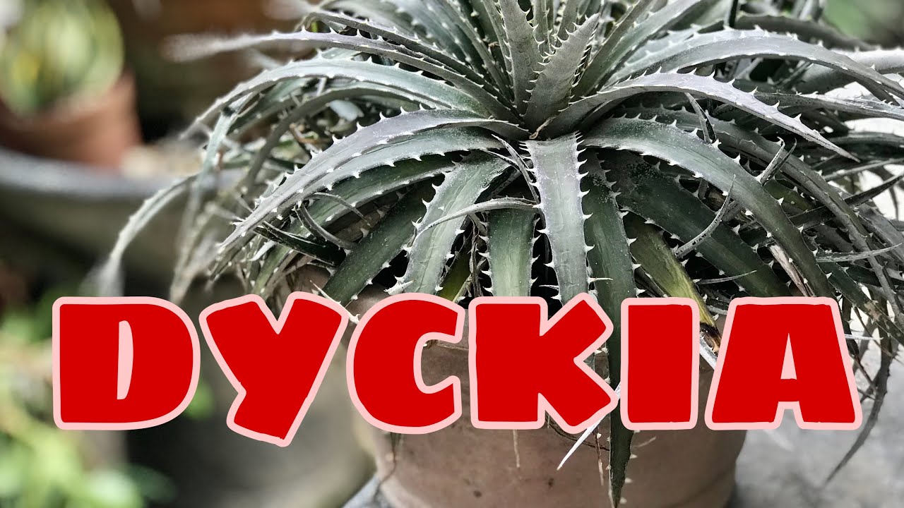 Cactus and Succulent | DYCKIA | By Silent Hardinero
