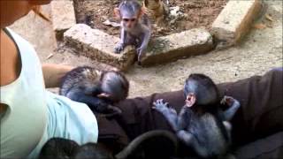 preview picture of video 'Vervet Monkey Foundation Volunteer Program with Volunteer World International'