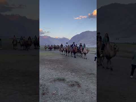 Camel ride in Nubra Valley #short #shorts #youtubeshorts #travelshorts #ladakh #nubravalley