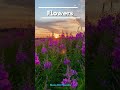 Word Of The Day Flores Flowers