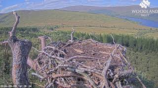 Loch Arkaig Osprey Camera 2 live webcam