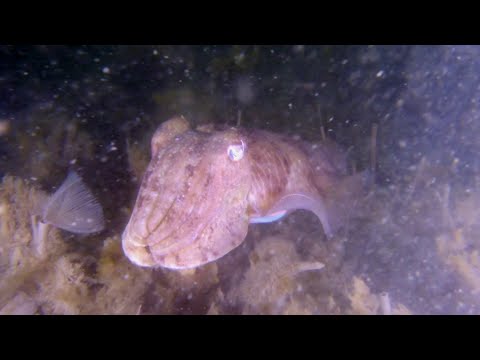 Diving in the North Sea. European cuttlefish (Sepia officinalis). (HD)