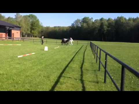 Hengstfohlen von The Breas My Mobility -Levistus - Baron