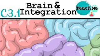 Download lagu (C3.1) - Brain & Integration - IB Biology (SL/HL) mp3 Download lagu (C3.1) - Brain & Integration - IB Biology (SL/HL) mp3