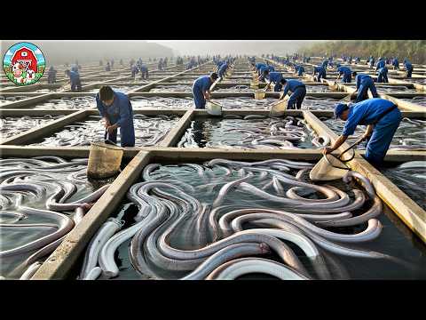 Eel Farming Technique - How Millions of Eels Are Farmed and Processed | Largest Eel Farms