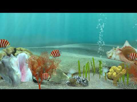 ペパーミントエンゼルフィッシュ WMTPro