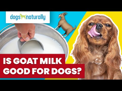 Is Goat Milk Good For Dogs?