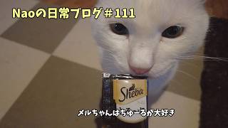 アラフォー/統合失調症/Naoの日常VLOG【Vol.111】