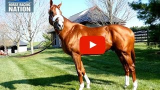 California Chrome at Taylor Made Farm