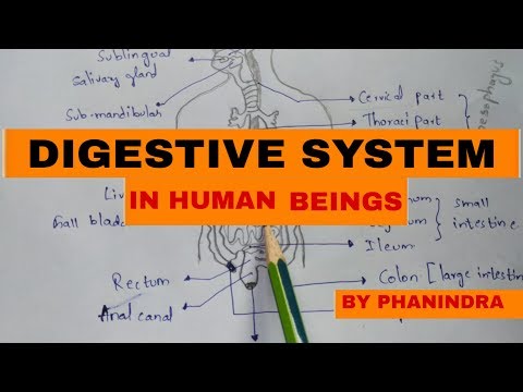 Typhoid fever Salmonella typhi Causes symptoms diagnosis treatment Bio science