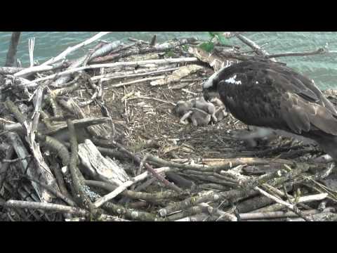 Manton Bay chicks fighting
