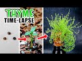 Growing Thyme Plant From Seed (88 Days Time Lapse)
