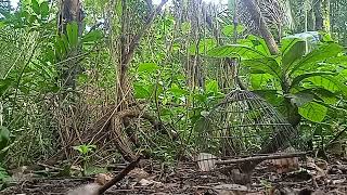 Download lagu mikat srdc mp3