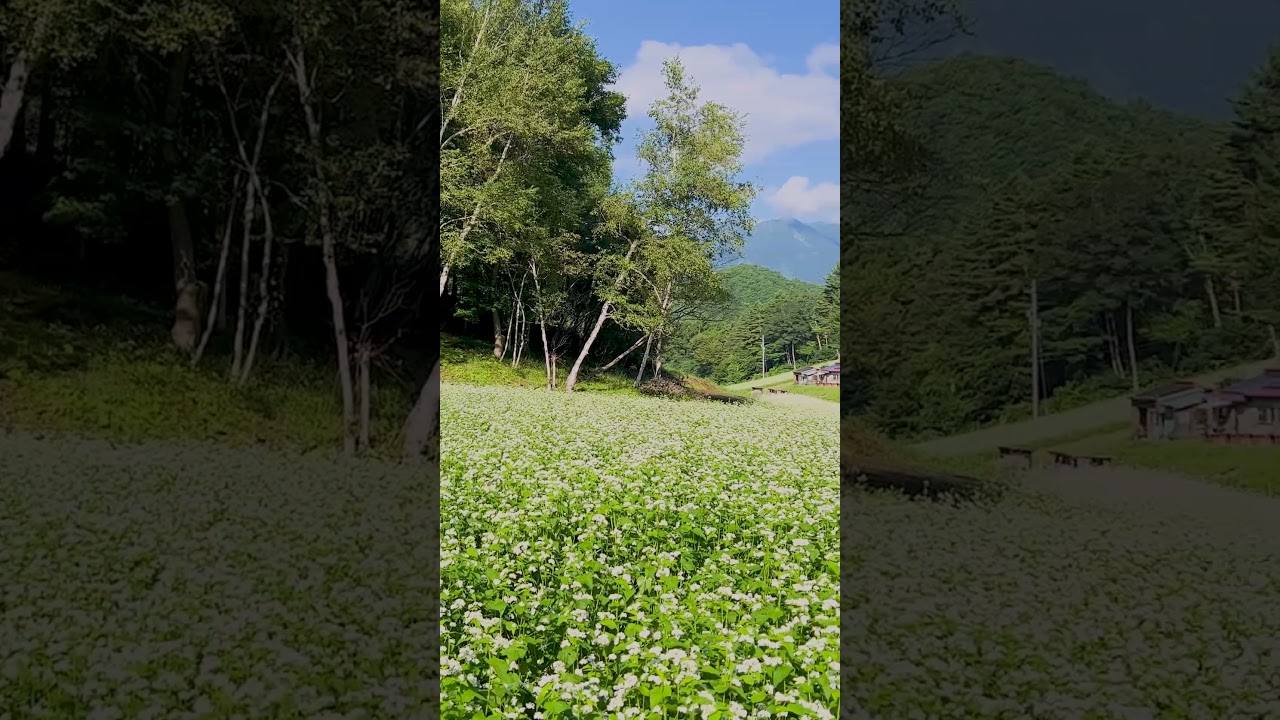 信州蕎麦のお花畑 #shorts