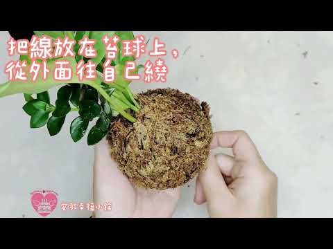 手作苔球