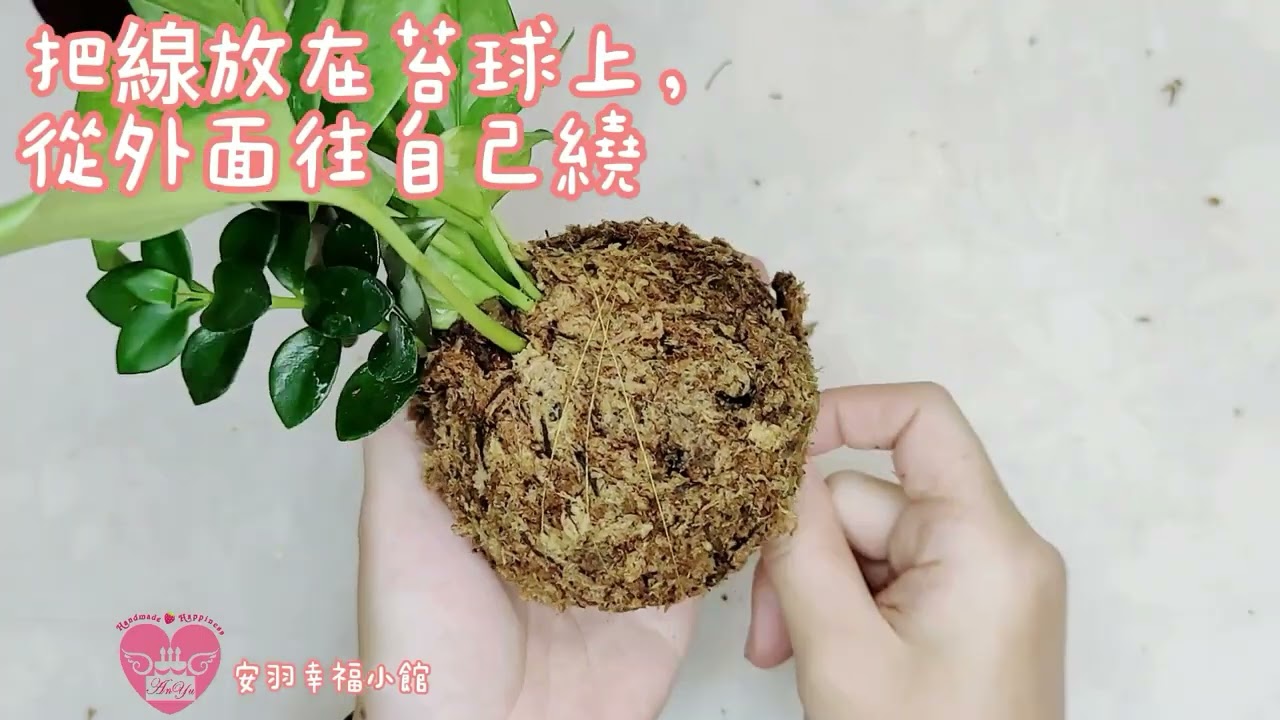 手作苔球