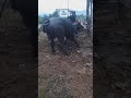 Angry Bull Attack Buffalo Meeting Time In Village First Time Buffalo Ating Fights