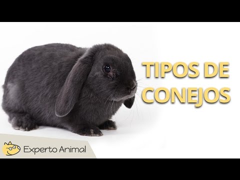 , title : 'Tipos de conejos'