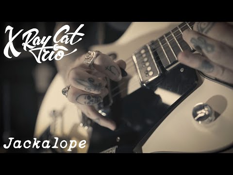 X Ray Cat Trio - Jackalope