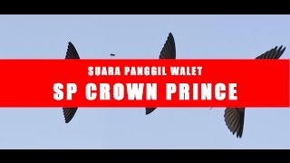 Download lagu WALET SUPER | SUARA WALET CEPAT MENGINAP - SP CROWN PRINCE - FULL HQ AUDIO mp3 Download lagu WALET SUPER | SUARA WALET CEPAT MENGINAP - SP CROWN PRINCE - FULL HQ AUDIO mp3