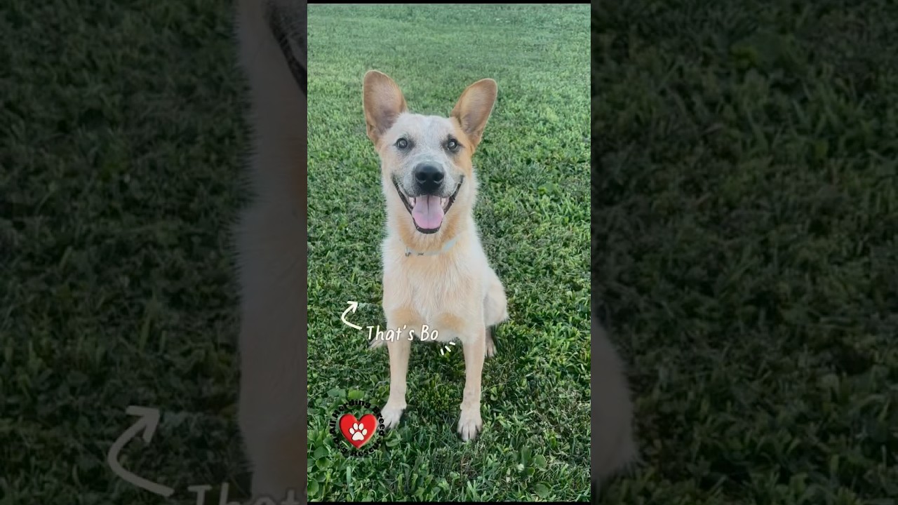 Enlarge Bo, a Adoptable mixed breed in Joliet, IL video 5/5