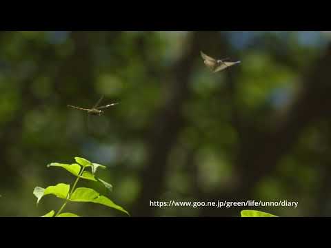 アカトンボがジョウザンミドリシジミを追い出す