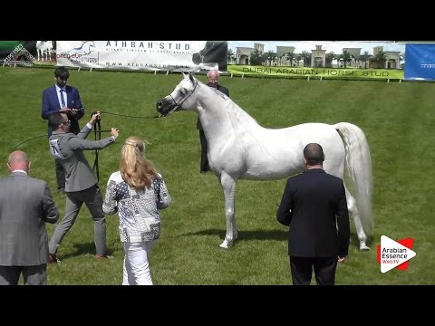 2nd - N.71 AJA ANGELO - Chantilly 2016 World Cup - Stallions 4-7 years old (Class 9)