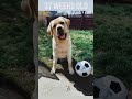 My Cute Labrador Doggy Shortdog India Doggy Dogstyle Cuteshorts