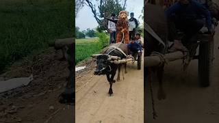 o jungle ke raja holi mahol🔥🌲🫖#mata #sherawali #chandidevi #kalka #jhanki #jagran #shorts