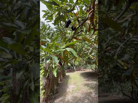 1947 Springbrook Road, Springbrook, QLD 4213, 3 Schlafzimmer, 2 Badezimmer, House