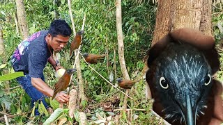 Download lagu keseruan mikat burung masteran Tepus kepala abu mp3