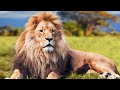 Lions don’t compare themselves with humans