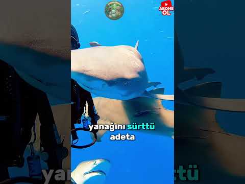 Sevimli yavru köpek balığı ❤️❤️#shortsvideo