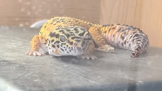 My top 5 favourite songs of 2025