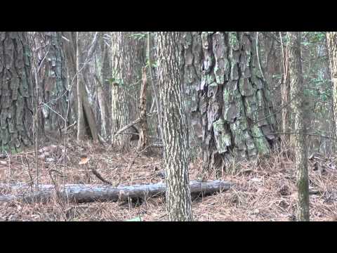 Youth Turkey Hunt 2013- Lilly Sayre The Hunt Connection