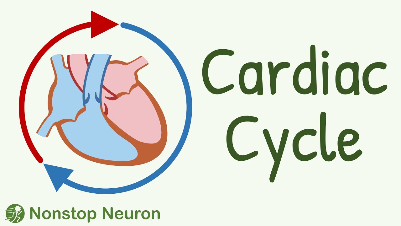Cardiac Cycle || Systole, Diastole, Blood flow in heart, Movement of Valves