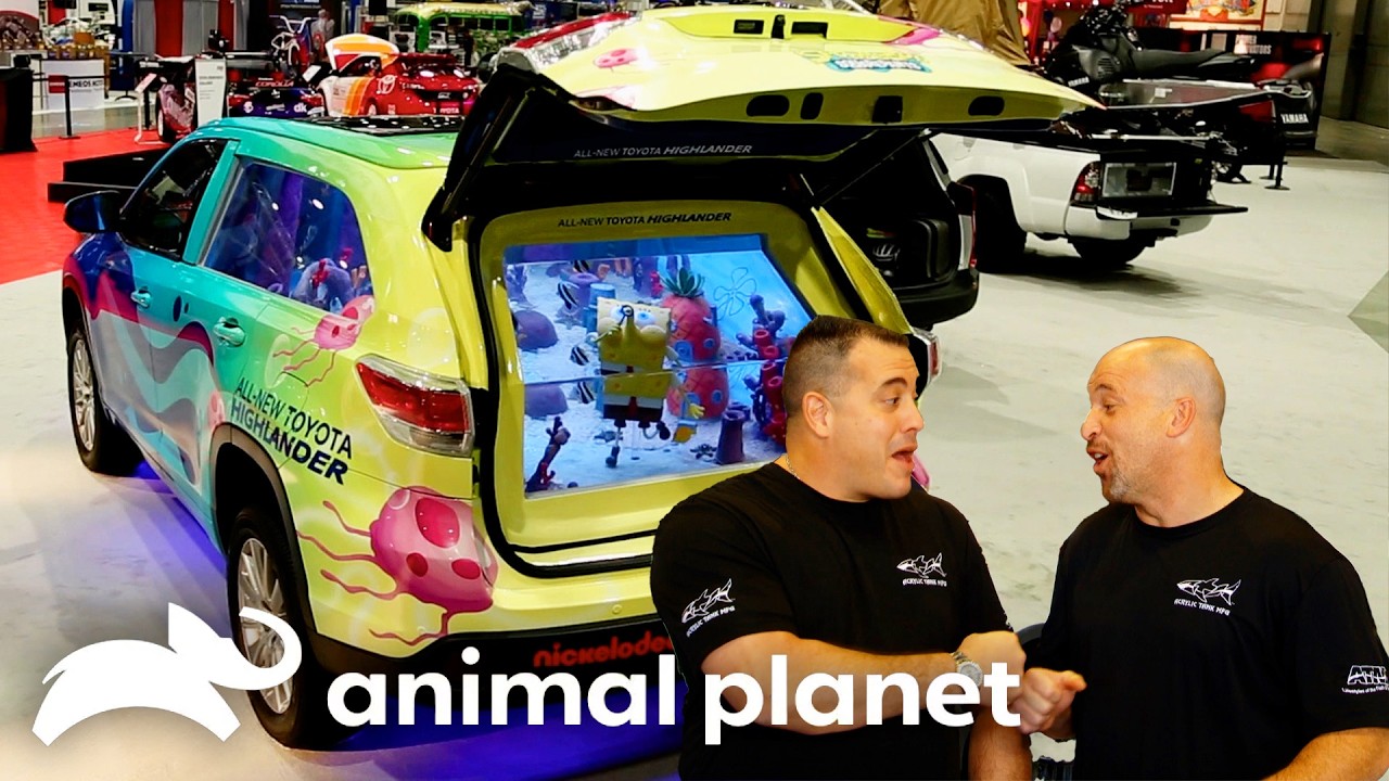 The Craziest Tanks For Small and Big Businesses | Tanked | Animal Planet