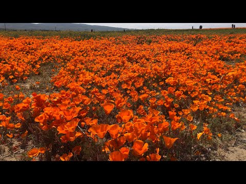 We came to see the Poppy Flowers at Antelope Valley Canyon in Lancaster