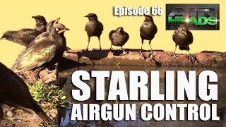 Starling Airgun Control - Airheads, episode 66