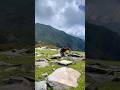 Sher Marna Alyanibrahimkhan Alyankhan Kashmirvalley Love Kashmir Kashmirtourism